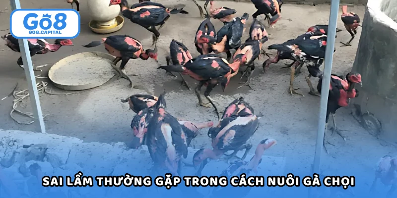 Sai lầm thường gặp trong cách nuôi gà chọi của nhiều sư kê