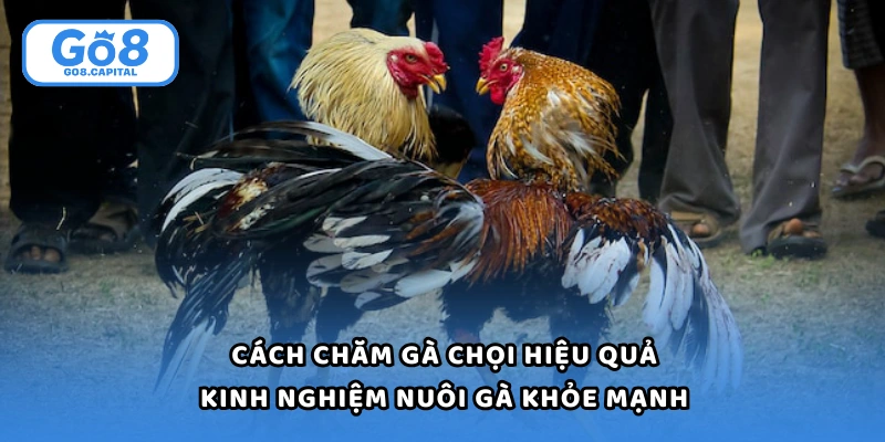 Cách Chăm Gà Chọi Hiệu Quả - Kinh Nghiệm Nuôi Gà Khỏe Mạnh