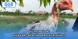 Gà Chọi Ngũ Sắc Và Những Đặc Điểm Làm Nên Giá Trị Hiếm Có