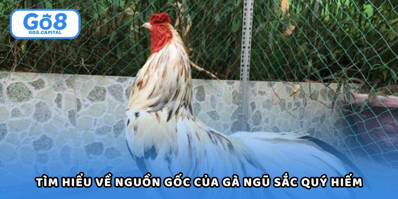 Tìm hiểu về nguồn gốc của giống gà ngũ sắc quý hiếm