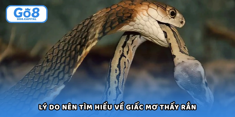 Lý do bạn nên tìm hiểu về giấc mơ thấy rắn