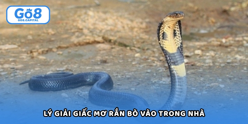 Lý giải giấc mơ rắn bò vào trong nhà