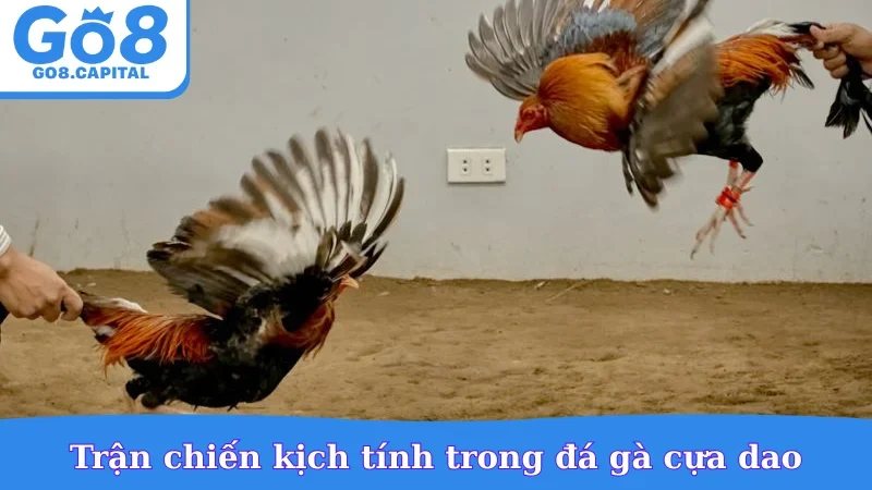 Trận chiến kịch tính trong đá gà cựa dao